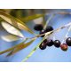 Olea Europaea 'Cipressino'