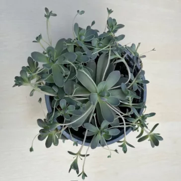 Orostachys iwarenge