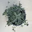 Orostachys iwarenge
