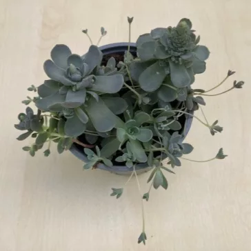 Orostachys iwarenge