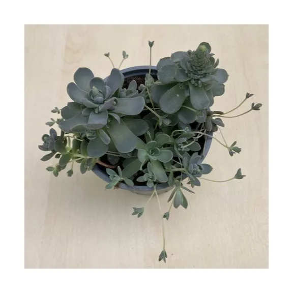 Orostachys iwarenge