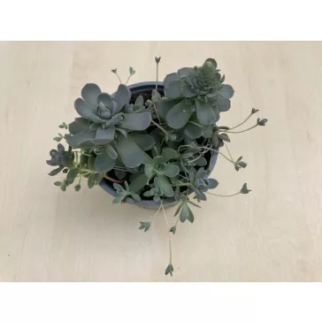 Orostachys iwarenge
