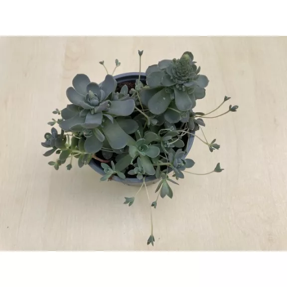 Orostachys iwarenge