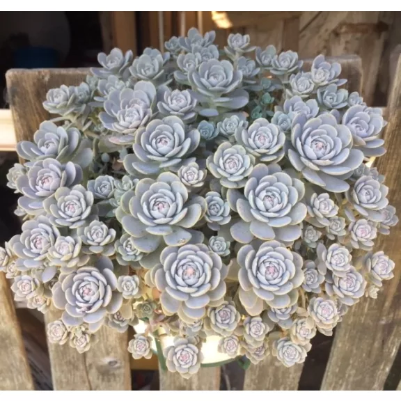 Orostachys iwarenge
