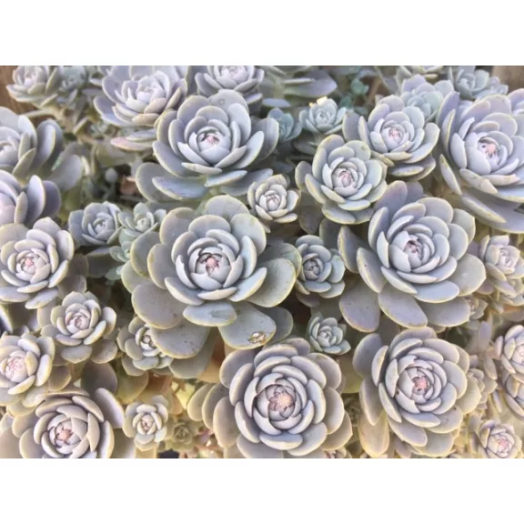 Orostachys iwarenge
