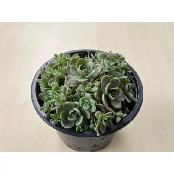 Orostachys iwarenge
