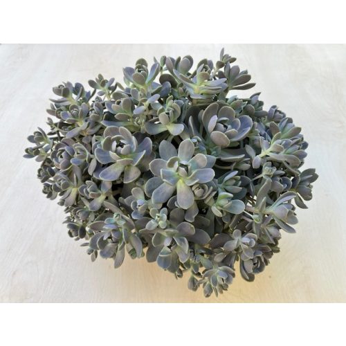 Orostachys furusei (Orostachys boehmeri)