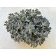 Orostachys furusei (Orostachys boehmeri)
