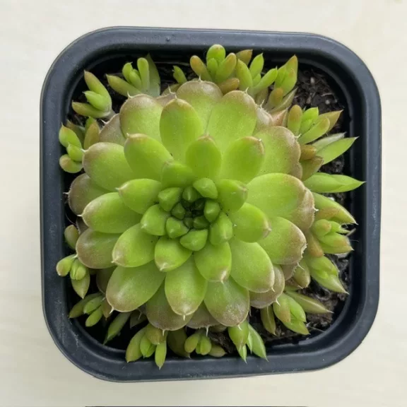 Orostachys japonica 2. - mongol kövirózsa (zöldes) Orostachys japonica 2. - mongol kövirózsa (zöldes)