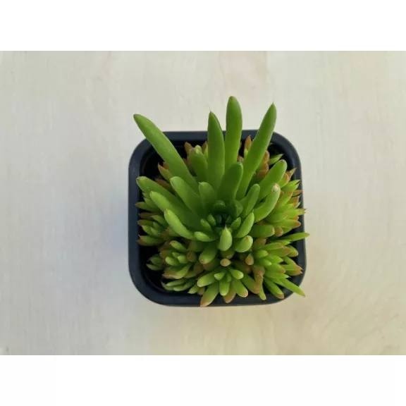 Orostachys japonica 2. - mongol kövirózsa (zöldes) Orostachys japonica 2. - mongol kövirózsa (zöldes)