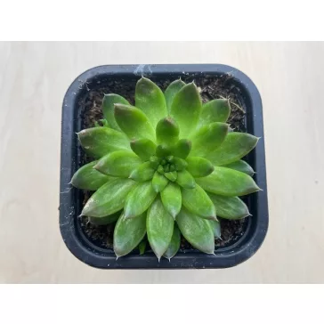 Orostachys japonica 2. - mongol kövirózsa (zöldes)