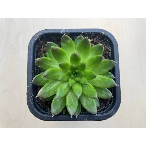Orostachys japonica 2. - mongol kövirózsa (zöldes) Orostachys japonica 2. - mongol kövirózsa (zöldes)