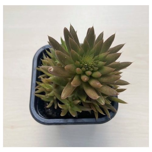 Orostachys japonica - mongol kövirózsa