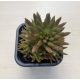Orostachys japonica - mongol kövirózsa