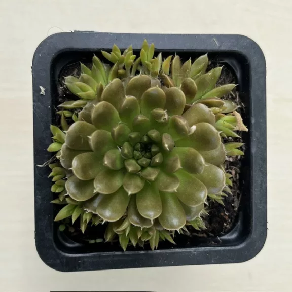 Orostachys japonica - mongol kövirózsa (narancs) Orostachys japonica - mongol kövirózsa (narancs)