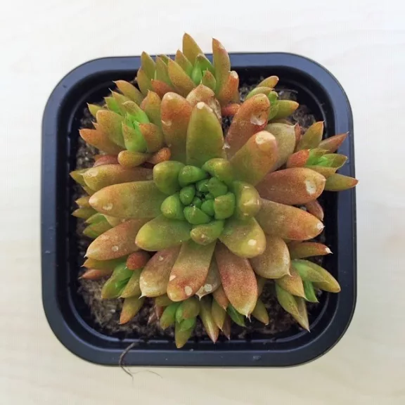 Orostachys japonica - mongol kövirózsa (narancs) Orostachys japonica - mongol kövirózsa (narancs)