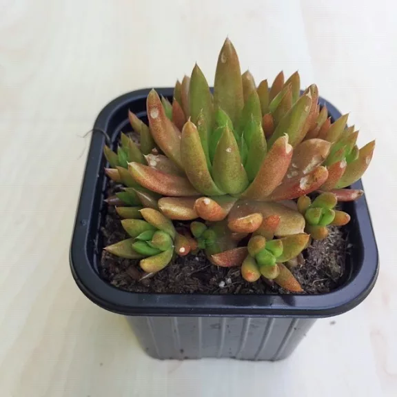 Orostachys japonica - mongol kövirózsa (narancs) Orostachys japonica - mongol kövirózsa (narancs)