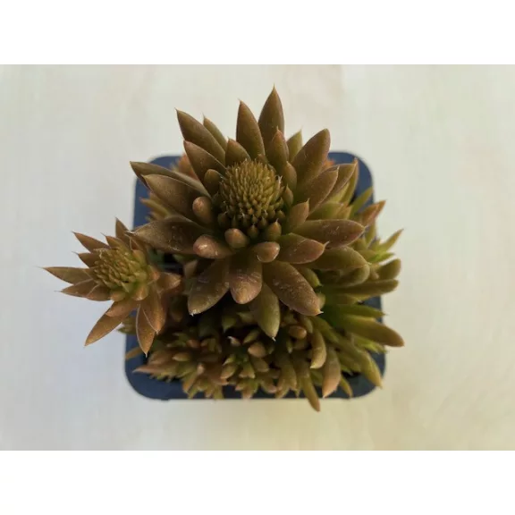 Orostachys japonica - mongol kövirózsa (narancs) Orostachys japonica - mongol kövirózsa (narancs)