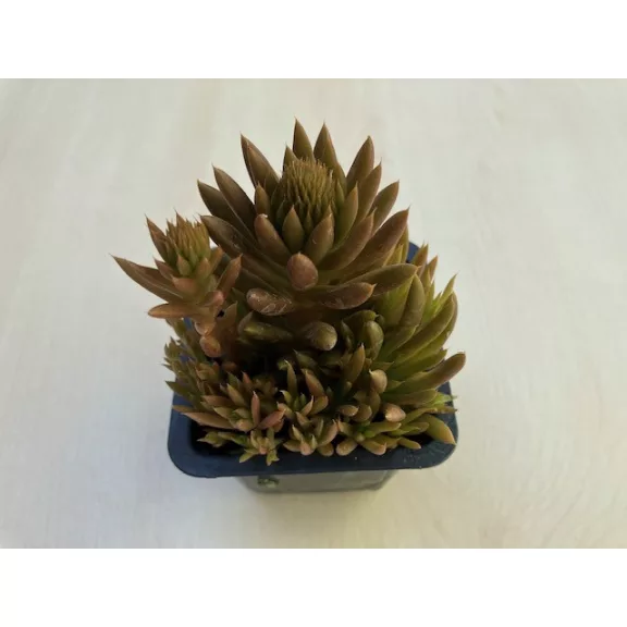 Orostachys japonica - mongol kövirózsa (narancs) Orostachys japonica - mongol kövirózsa (narancs)