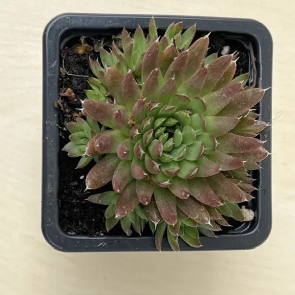 Orostachys spinosa Orostachys spinosa