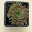 Orostachys spinosa