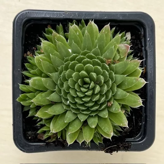 Orostachys spinosa Orostachys spinosa