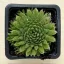 Orostachys spinosa