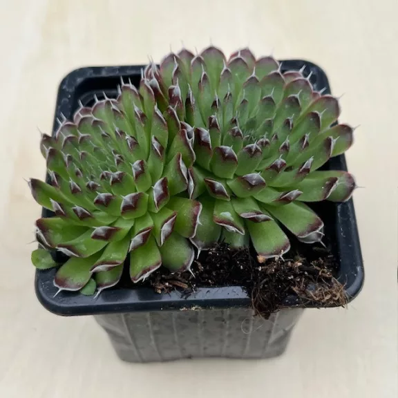 Orostachys spinosa Orostachys spinosa