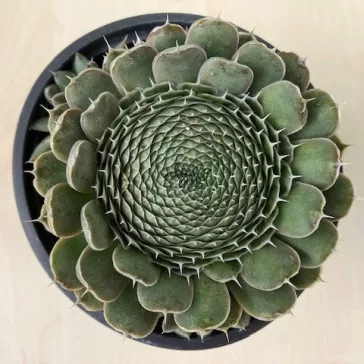 Orostachys spinosa
