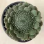 Orostachys spinosa