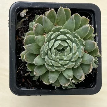 Orostachys spinosa