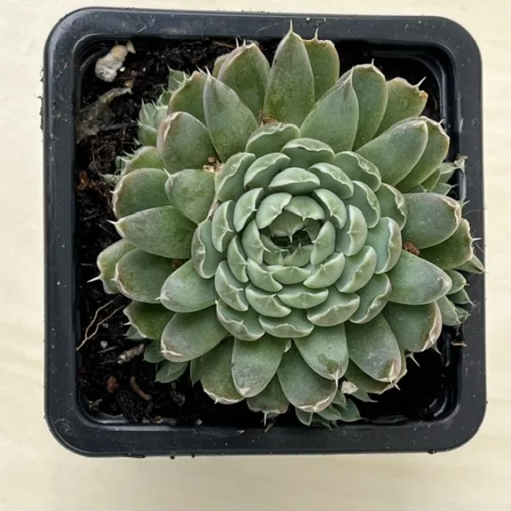 Orostachys spinosa Orostachys spinosa