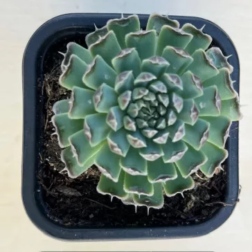 Orostachys spinosa