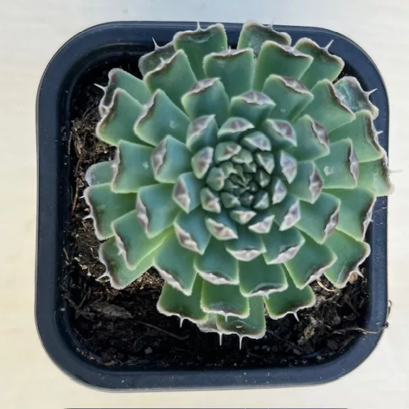 Orostachys spinosa Orostachys spinosa