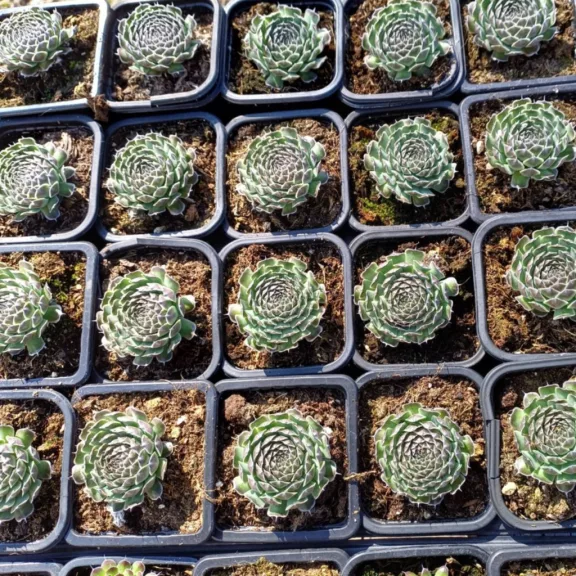 Orostachys spinosa Orostachys spinosa