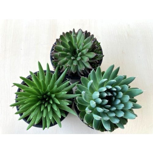 Orostachys spinosa