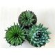 Orostachys spinosa