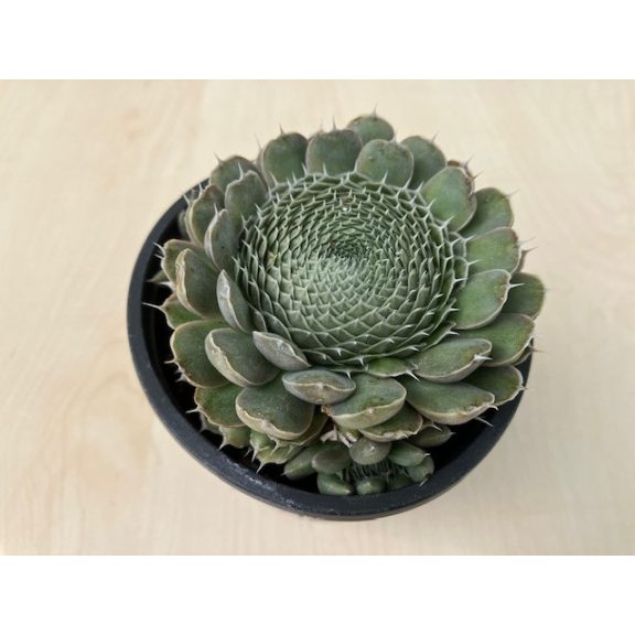Orostachys spinosa