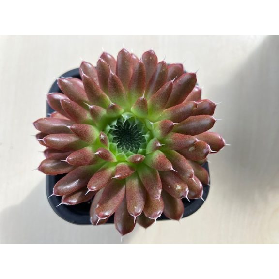 Orostachys spinosa