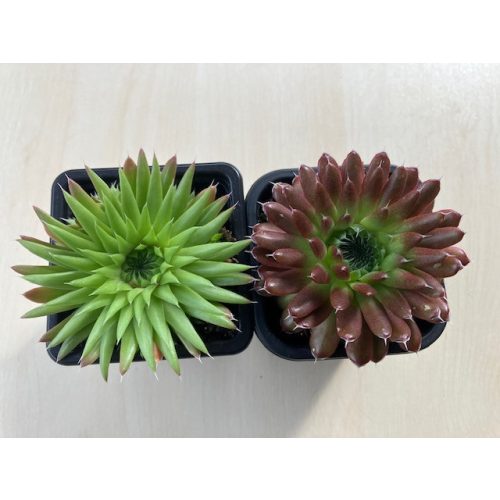Orostachys 