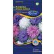 China aster 