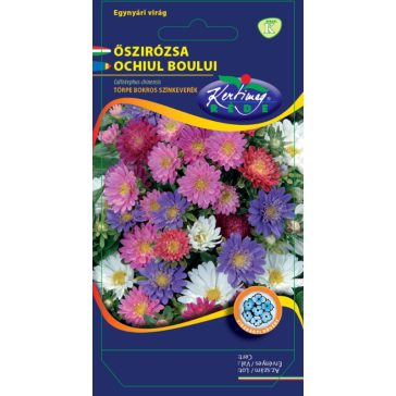 Őszirózsa, törpe, bokros