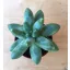 Pachyphytum compactum 'Little jewel'