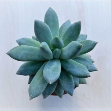 Pachyphytum hookeri