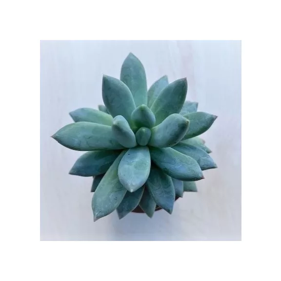 Pachyphytum hookeri Pachyphytum hookeri