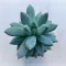 Pachyphytum hookeri