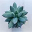 Pachyphytum hookeri