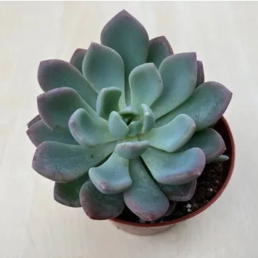 xPachyveria 'Clavata'