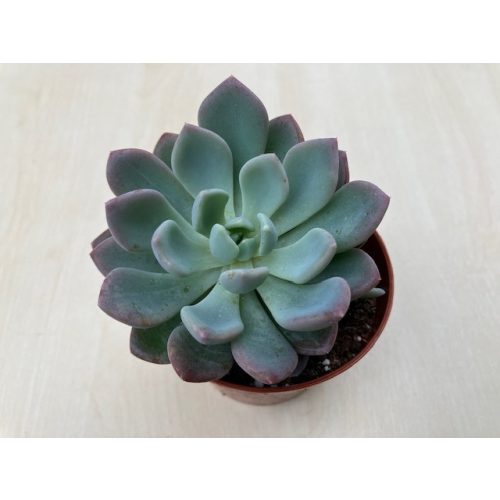 xPachyveria 'Clavata'