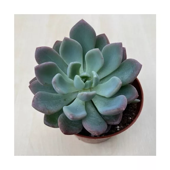 xPachyveria 'Clavata' xPachyveria 'Clavata'